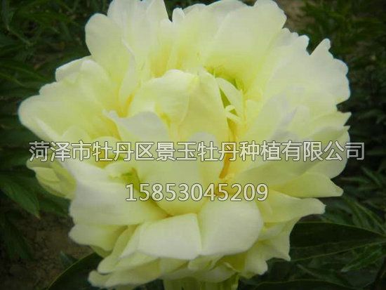 黃金輪，芍藥.jpg